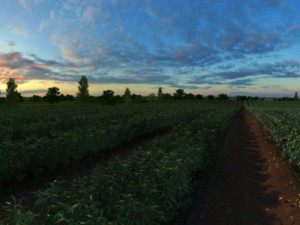 field 3D Model