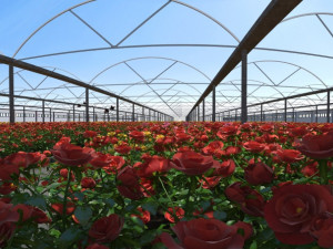 flower garden 3D 模型
