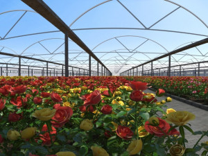 flower garden 3D Model