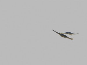 dinosaur Modelo 3D