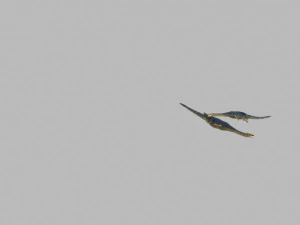 dinosaur 3D Model
