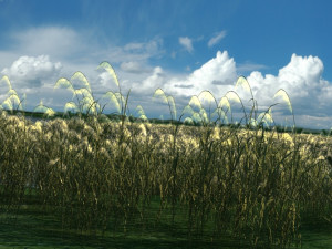 wetlands 3D 模型