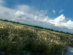 wetlands 3D Model