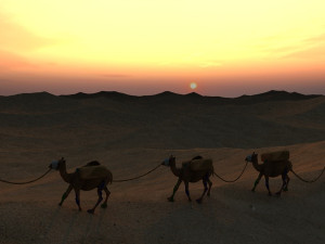 desert camel team 3D Model