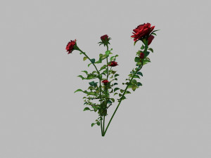 rose Modèle 3D