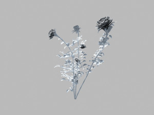 rose Modèle 3D