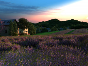 Lavender 3D मॉडल