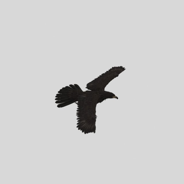 Eagle 3D Модель .c4d .max .obj .3ds .fbx .stl .blend