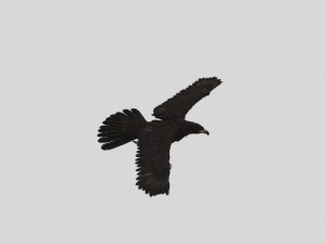 Eagle 3D Model