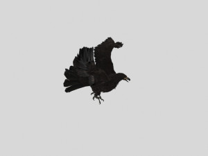 Eagle 3D Модель