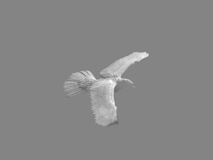 Eagle 3D Модель