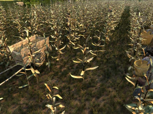 Corn field 3D Model