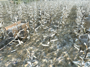 Corn field 3D 모델
