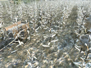 Corn field 3D Model