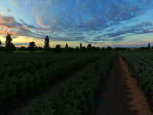 Vegetable garden 3D Model