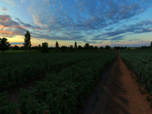 Vegetable garden Modelo 3D