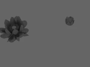 Lotus 3D Model