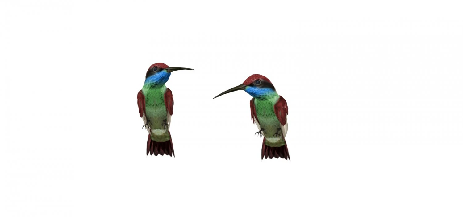 Blue Throated Hummingbird 3D Model .c4d .max .obj .3ds .fbx .stl .blend 