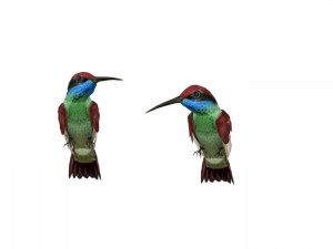 Blue Throated Hummingbird 3D Model