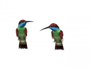 Burung Kolibri Tenggorokan Biru Model 3D