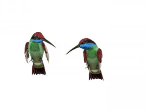 Blue Throated Hummingbird 3D Model