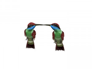 Blue Throated Hummingbird 3Dモデル