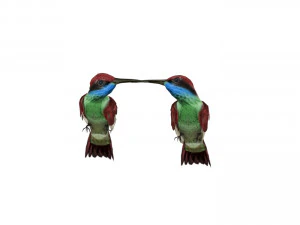 Blue Throated Hummingbird 3D Model