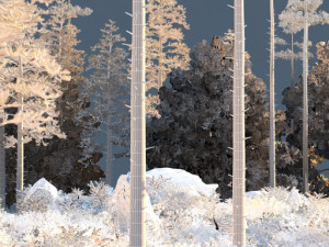 Virgin forest 3D 模型