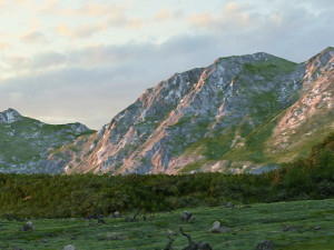 Virgin forest 3D Модель