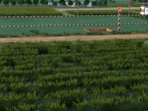 Rural area 3D 모델
