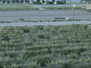 Rural area 3D Model