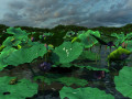 Lotus Pond 3D Models
