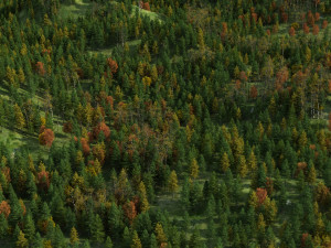 Red pine forest Modelo 3D