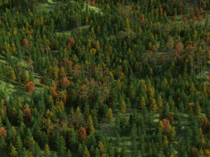 Red pine forest 3D Model