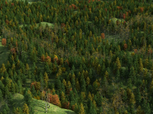 Red pine forest 3D Model