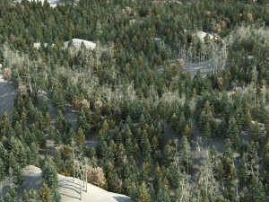 Red pine forest 3D Model