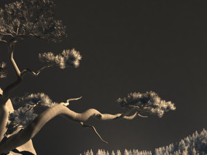 Pine tree Model 3D