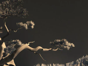 Pine tree 3D Model