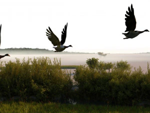 Lahan basah Model 3D