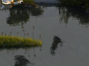 Wetlands 3D Model
