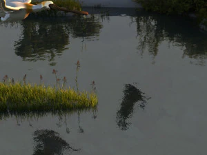 Wetlands 3D Model