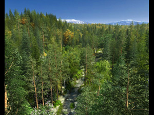 Forest 3D Model