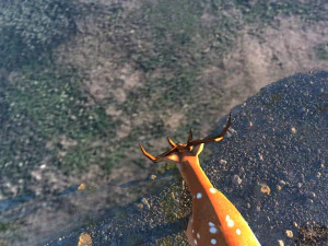 The lake 3D Model