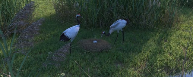 Wetland Red-crowned Crane Modelo 3D .c4d .max .obj .3ds .fbx .stl .blend 