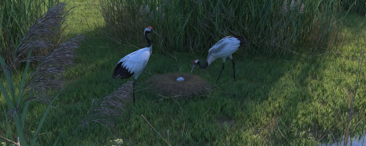 Wetland Red-crowned Crane 3D Model .c4d .max .obj .3ds .fbx .stl .blend