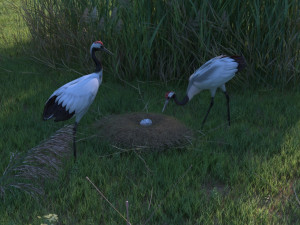 Wetland Red-crowned Crane 3D Model