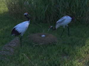 Wetland Red-crowned Crane Modelo 3D