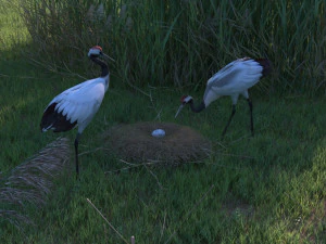 Wetland Red-crowned Crane 3D Model