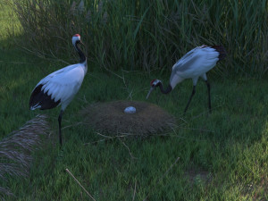 Wetland Red-crowned Crane Modelo 3D