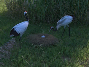 Wetland Red-crowned Crane 3D Model